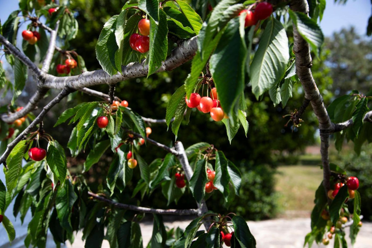 Agriturismo Panacea ซานตา เชซาเรอา แตร์เม ภายนอก รูปภาพ